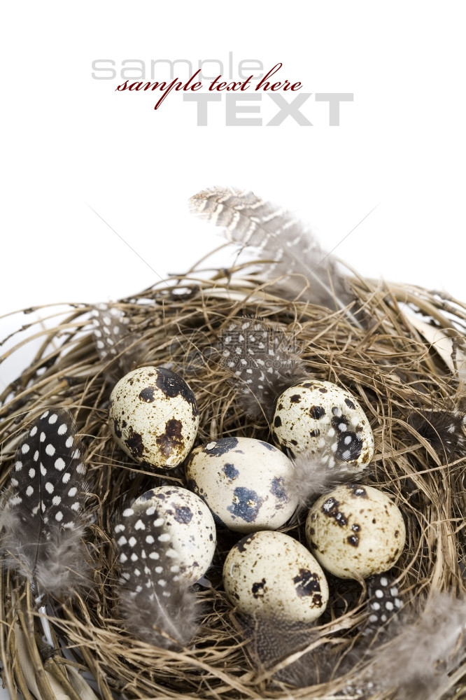 有鸡蛋的鸟巢动物组成分图片