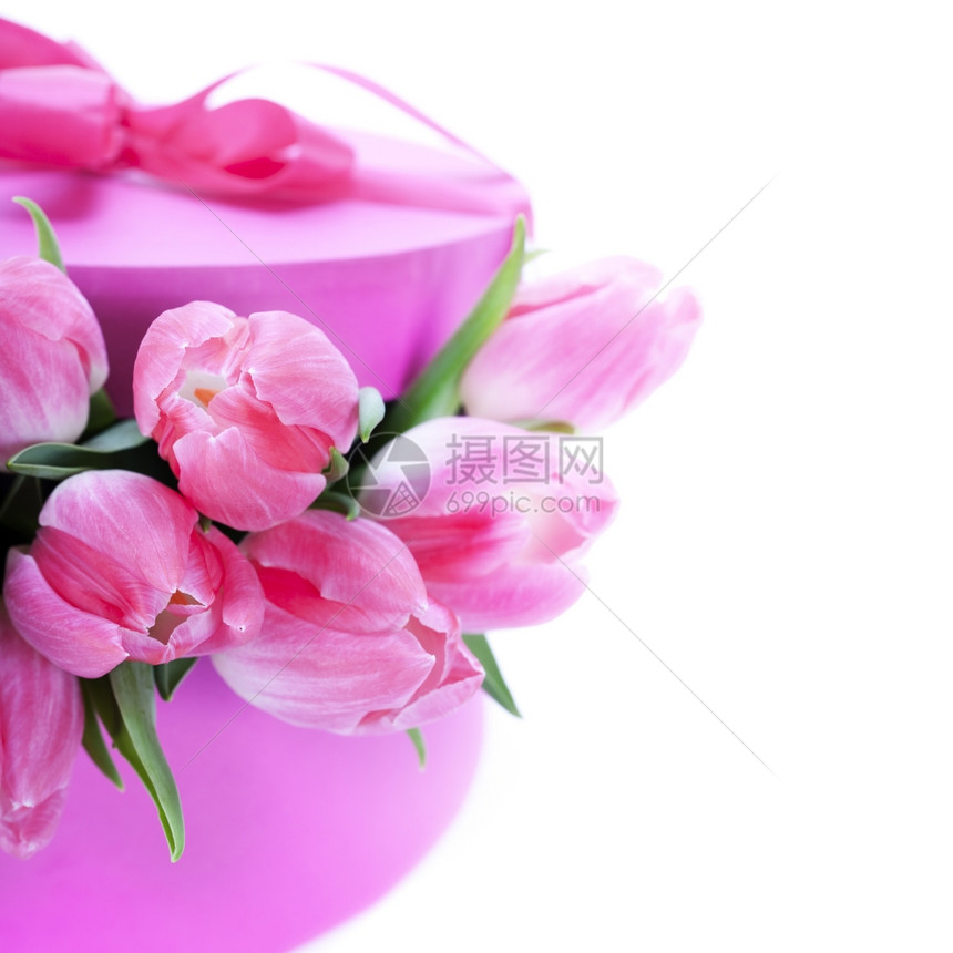 白色背景的粉红郁金香和礼品盒图片