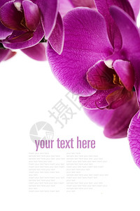 白色背景上的新鲜兰花带样本文字图片