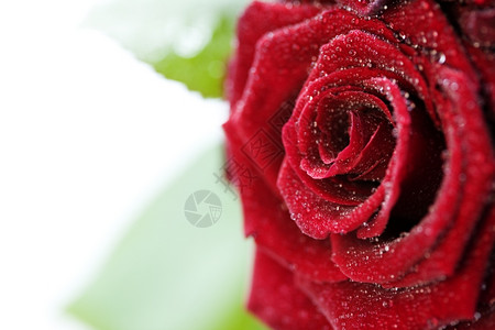 红玫瑰白底带水滴图片