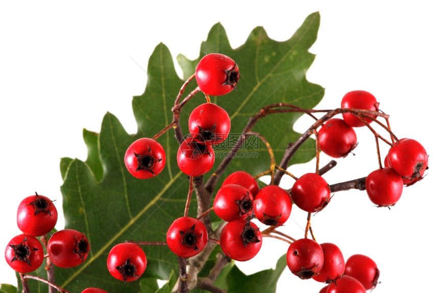 红莓橡木树枝白边隔离图片