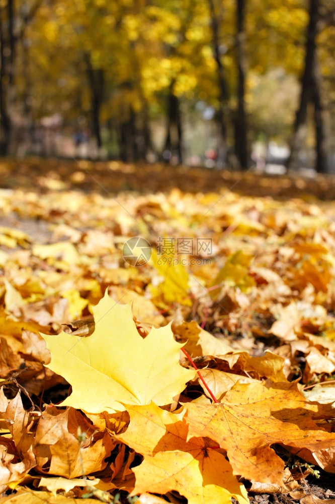 在公园的秋天图片