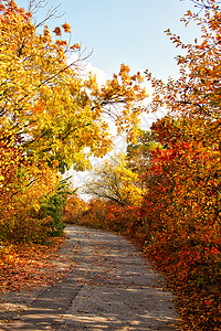 秋季彩色乡村公路图片