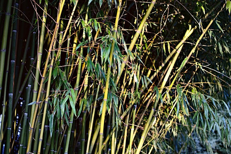 天然竹林图片