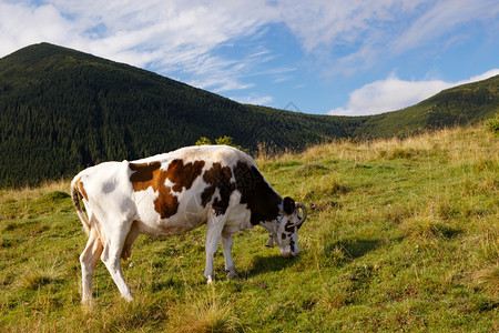 夏天在山上丘的奶牛图片