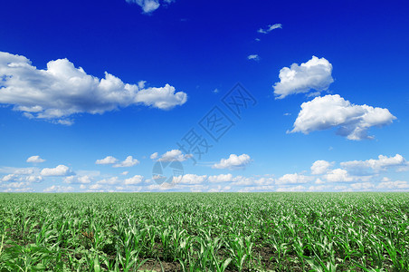 和蓝的天空夏天黑钙土高清图片