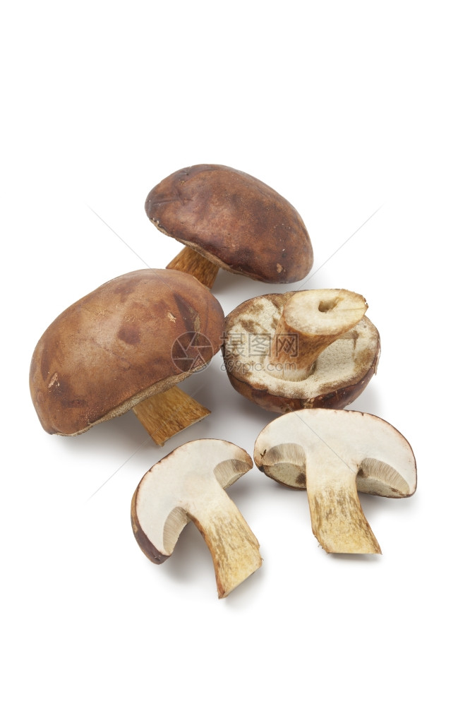 白色背景的新鲜BayBolete蘑菇图片