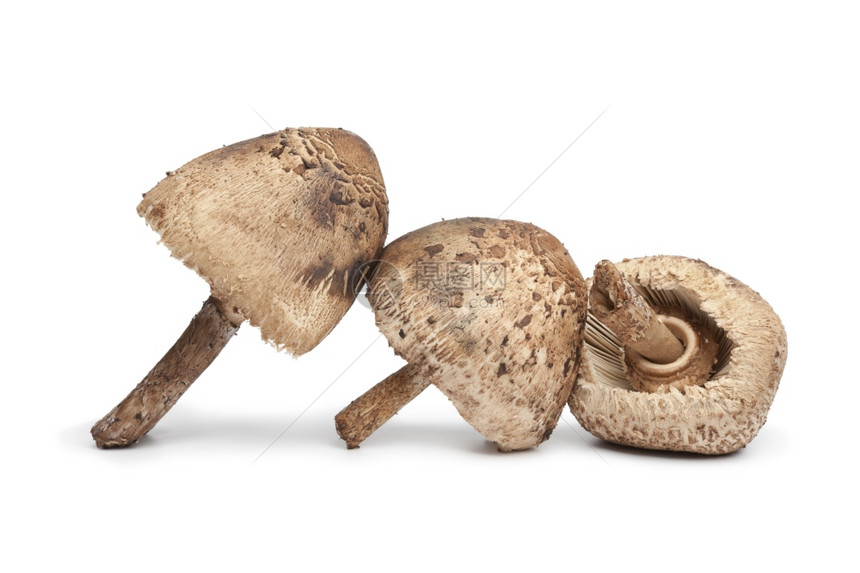 白色底的parasol蘑菇图片