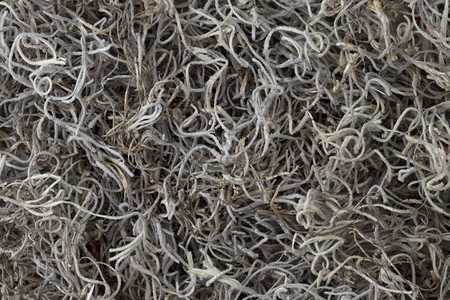 西班牙苔本底用于保持湿度和防止杂草生长的装饰土壤覆盖图片