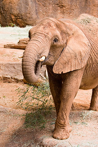 大型野生非洲象美国佐治亚州特兰大动物园图片