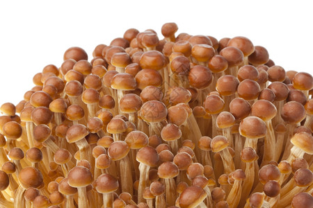 白色背景的金叶诺基蘑菇团图片