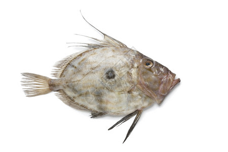 白色背景的单一新鲜约翰多里鱼高清图片