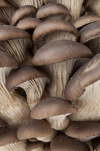 共生牡蛎蘑菇集团背景图片