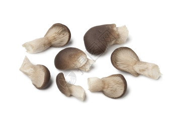 白底普通牡蛎蘑菇图片