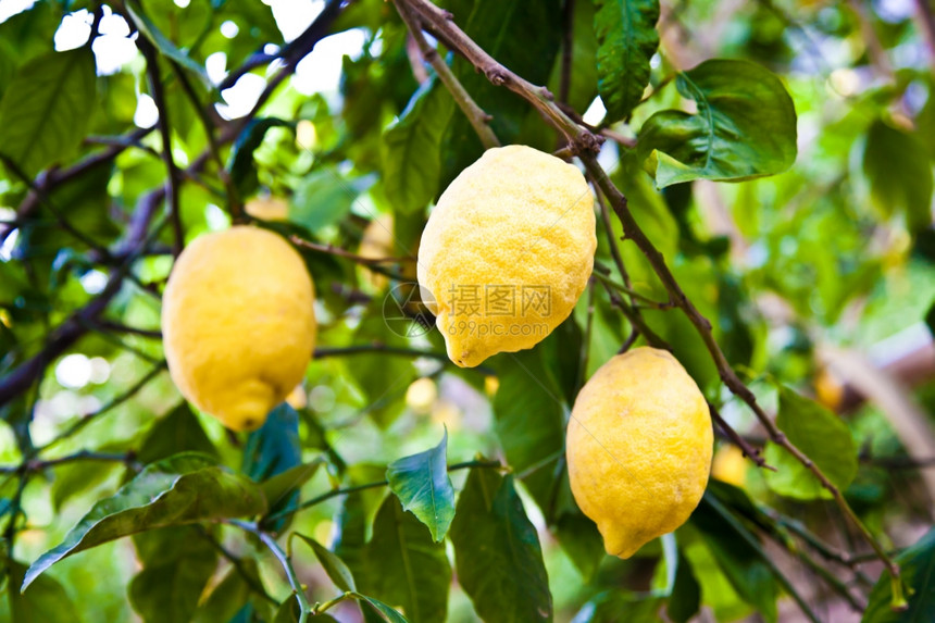 在CostieraAmalfitana的树上柠檬这个水果的意大利小说地点图片