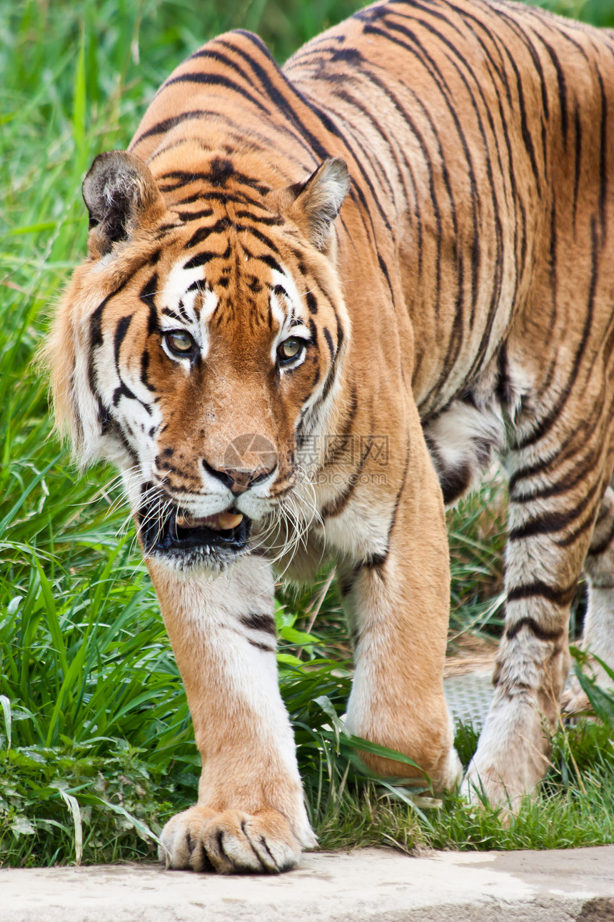 在意大利一家私人动物园寻找食的饥饿老虎图片