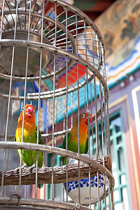 北京庭院外的鸟笼背景图片