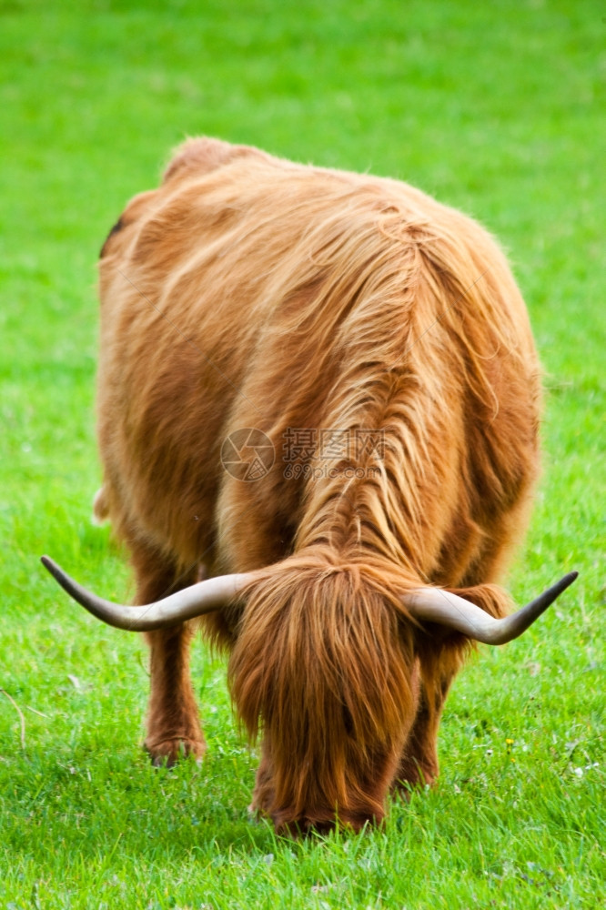 在苏格兰萨瑟的田里吃草的牛图片