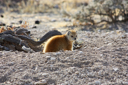 小松鼠钻地纳米比亚野生物Etosha公园旱季背景