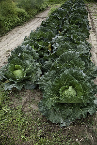 意大利卷心菜在当地农场种植无杀虫剂图片