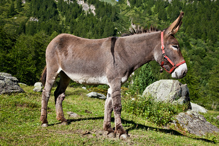 意大利皮埃蒙特地区Orsiera公园中免费的驴子背景图片