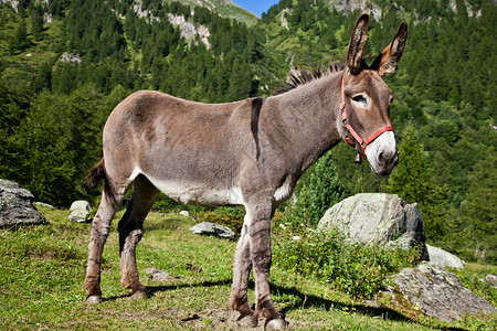 意大利皮埃蒙特地区Orsiera公园中免费的驴子背景图片