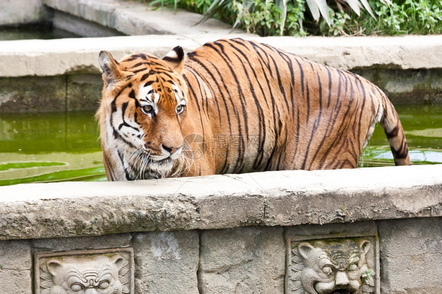 在意大利一家私人动物园寻找食的饥饿老虎图片