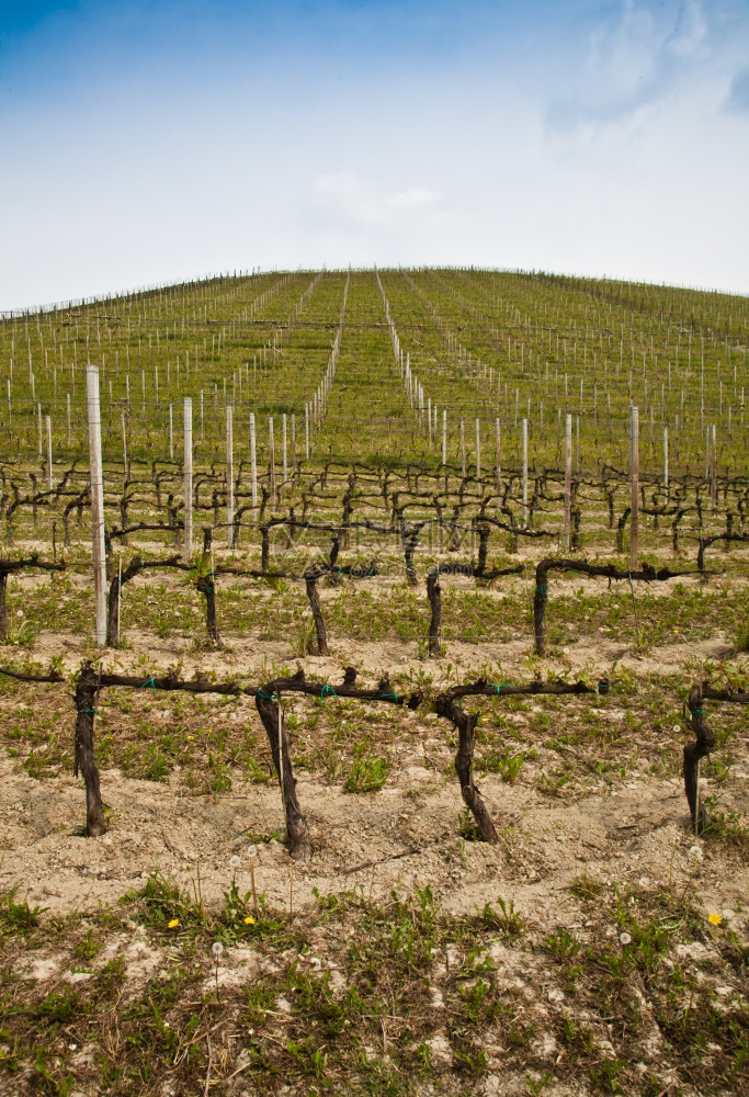 意大利皮埃蒙特地区Monferrato地区春季Barbera葡萄园图片