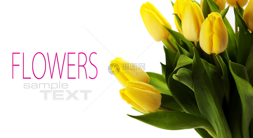 新鲜黄色郁金香花束带样本文图片