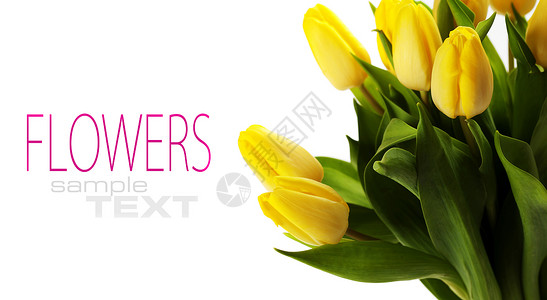 新鲜黄色郁金香花束带样本文图片