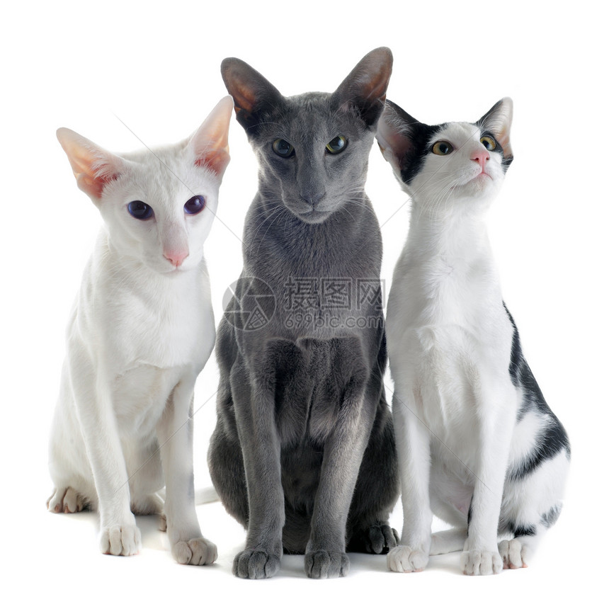 白色背景前三只东方猫的肖像图片