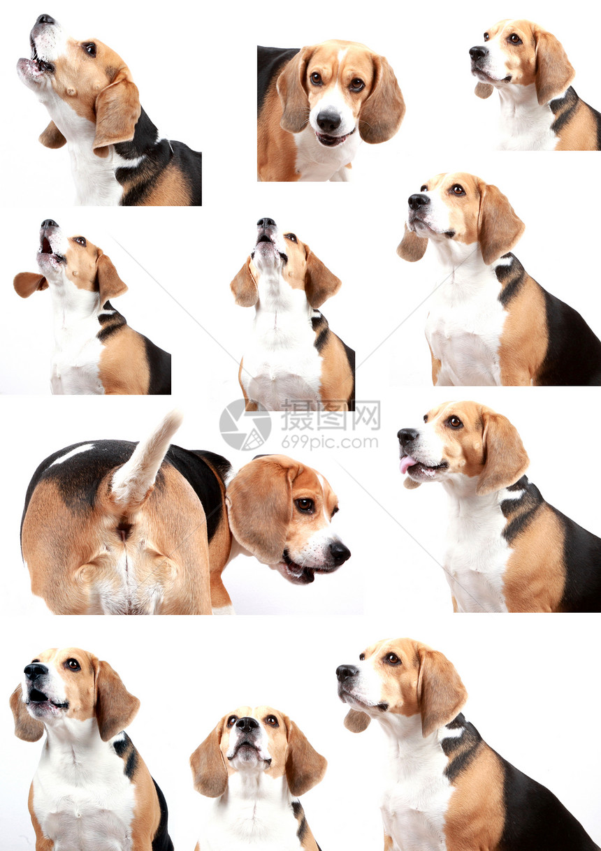 Beagle狗在白色背景中被孤立图片