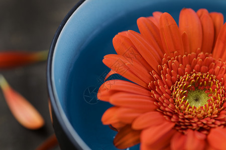 水碗和鲜花SPA概念图片