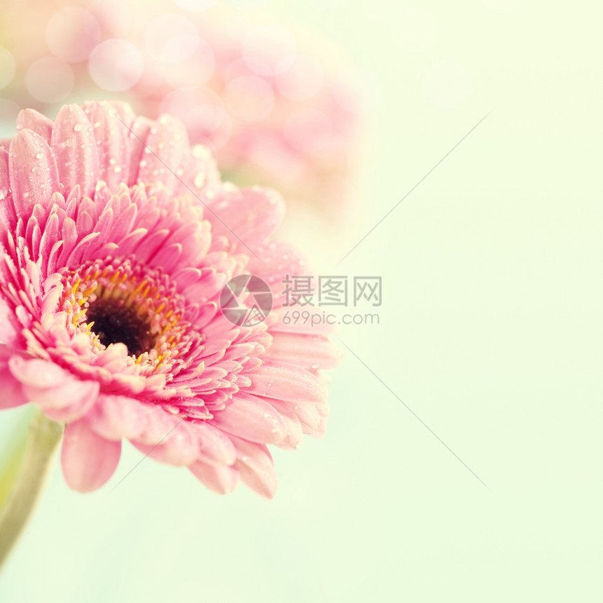 近距离的粉红花近距离抽象的花朵图片