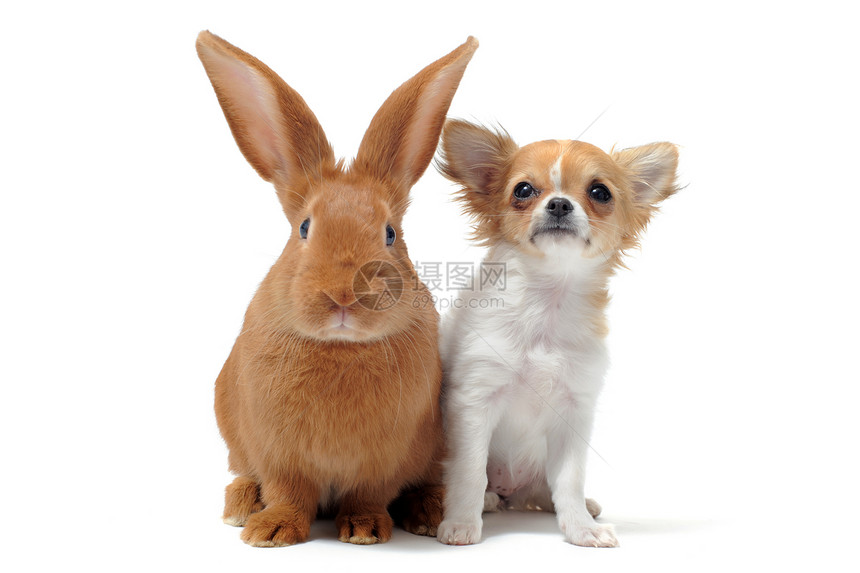 白色背景面前的可爱纯种小狗吉娃和兔子肖像图片