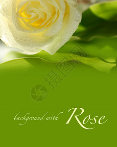 绿色背景玫瑰图片