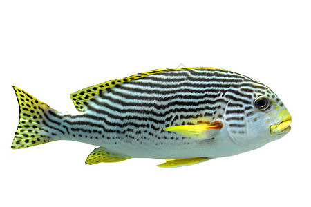 白色背景面前的带黄糖浆鱼Pectorhinchus线形背景图片