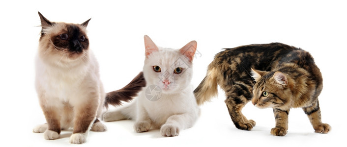 三只纯种猫留在白色背景上图片