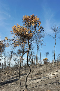 圣巴兹利德蒙美尔的朗古埃多克鲁西隆森林火灾后图片