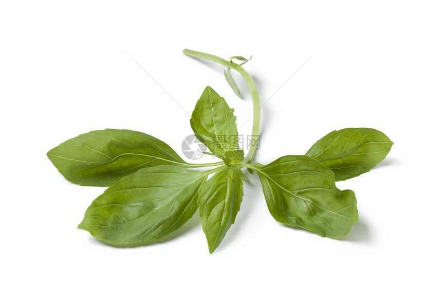白色背景上鲜绿的Basil图片
