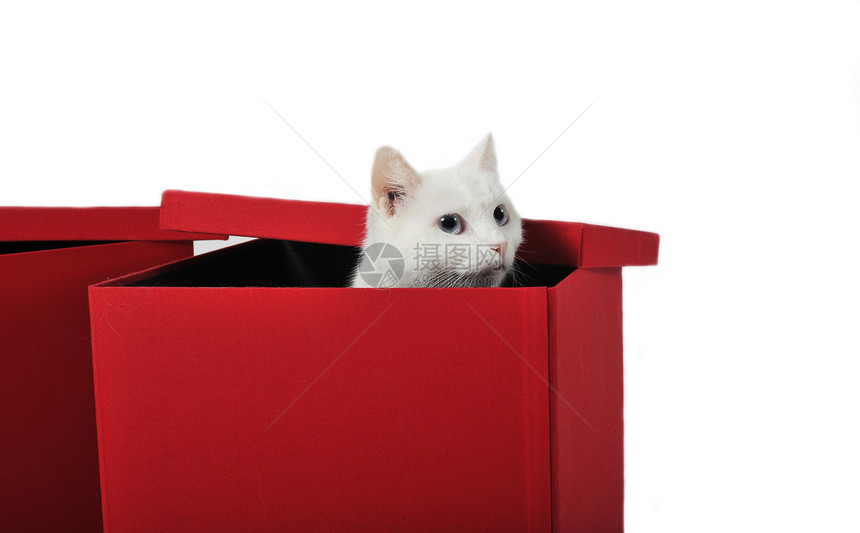 可爱的白猫在红盒子里玩耍图片