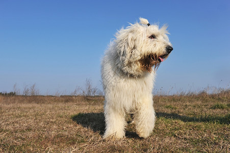 纯净的英国老牧羊犬直立在田里背景图片