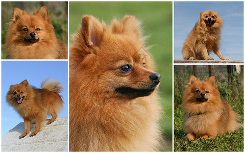 纯种的波美拉尼狗肖像综合图片图片