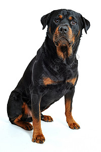 白色背景上纯种的rottweiler的肖像高清图片