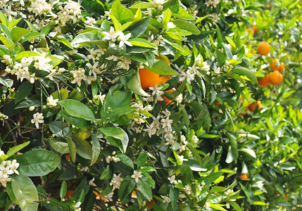 橙花的朵本底水果专注花朵图片