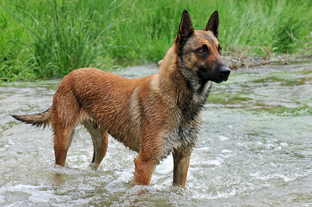 一条河流中比利时牧羊犬麦地诺的肖像图片