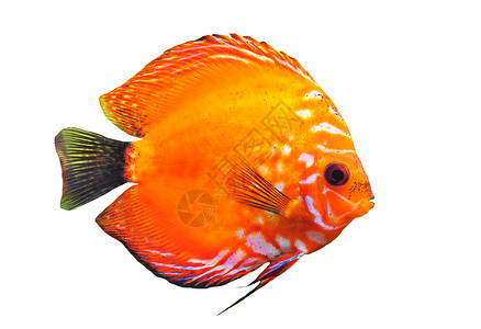 白色背景的红热带Sympphyssodondddisus鱼肖像图片