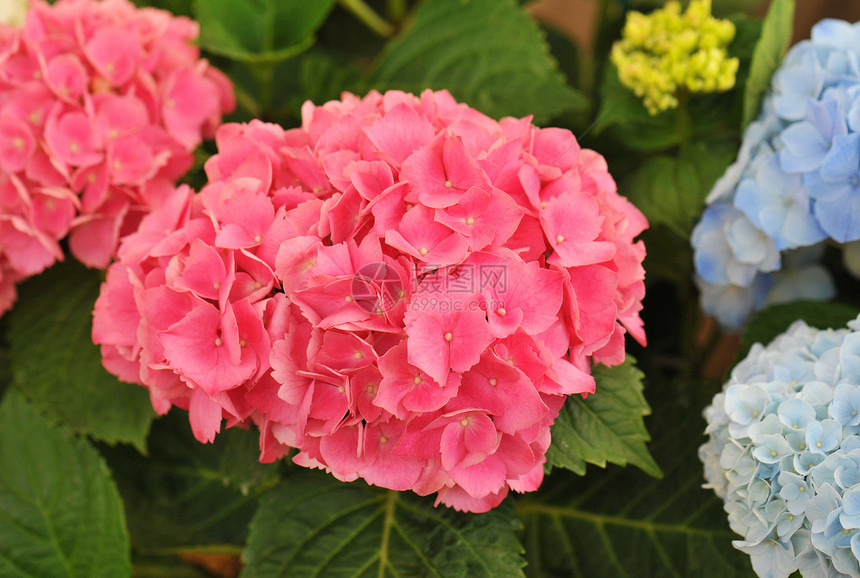 花朵中的粉红色Hydrangana奥多尼亚图片