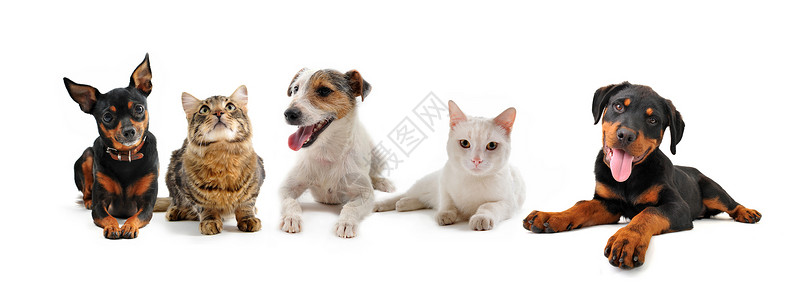 白色背景的小狗和猫群高清图片