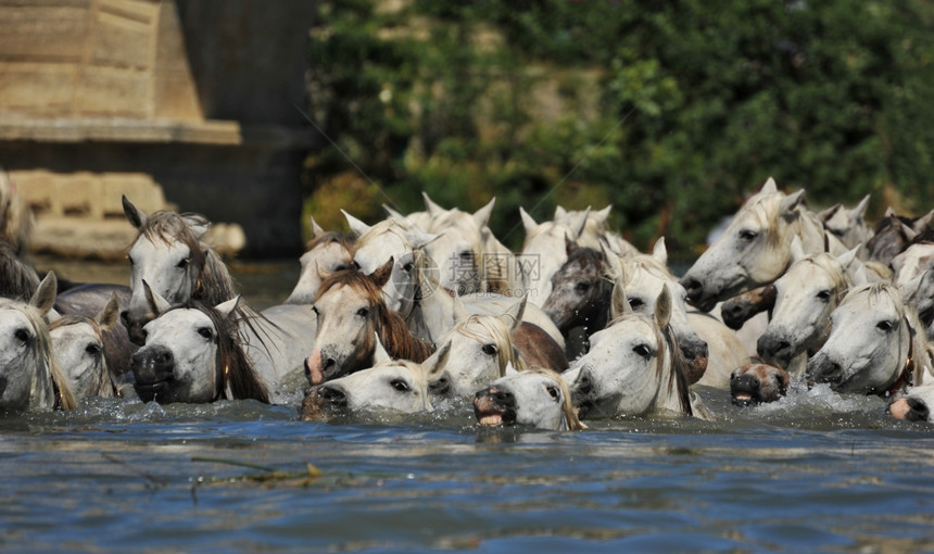 Camargue的马群和在水中鹅毛图片